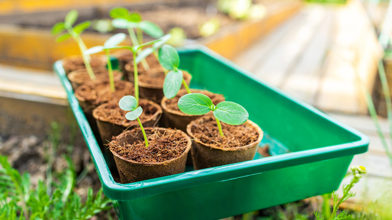 A container of seedlings outdoors