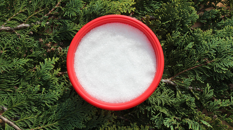 A red container of Epsom salt in the branches of a conifer tree