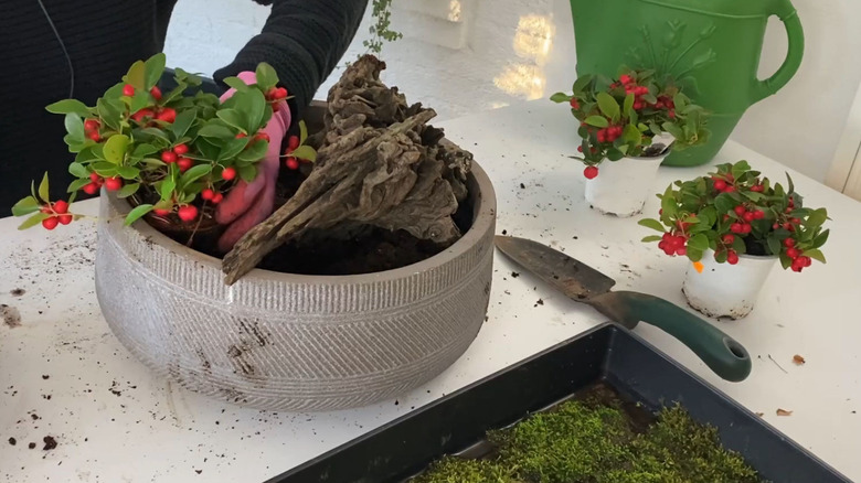 making a wintergreen Gautheria arrangement