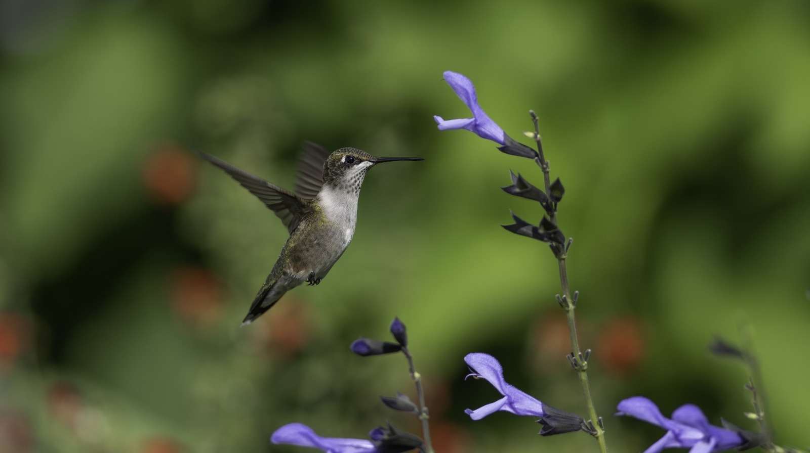 The Eye-Catching Trick That'll Have Hummingbirds Flocking To Your Yard
