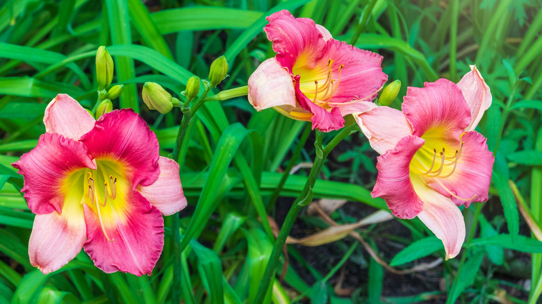Bright pink and yellow daylilies surrounded by grass