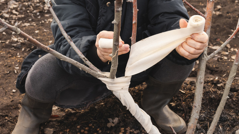 Wrapping cloth around a young tree to protect it