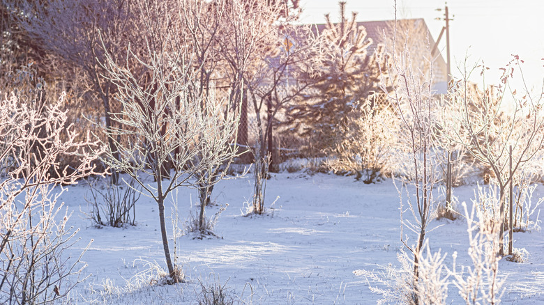Fruit trees in a yard covered in frost and snow