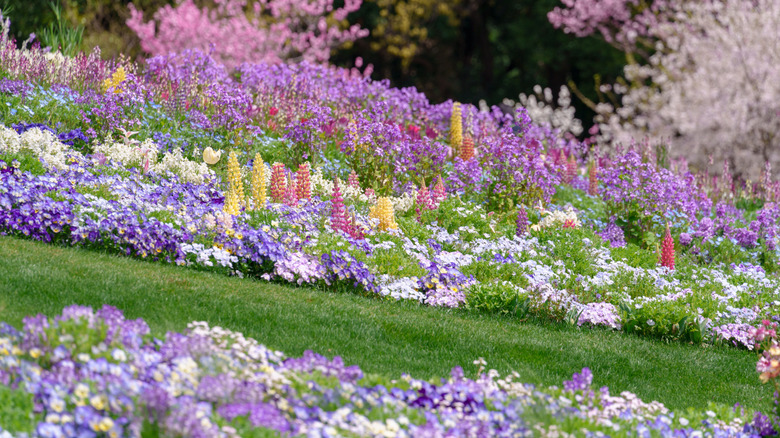 carpets of flowers with grass in the center separating the flower beds