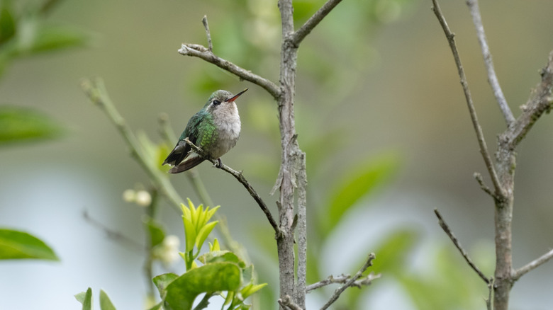 The Flowering Ground Cover That'll Fill Your Yard With Hummingbirds