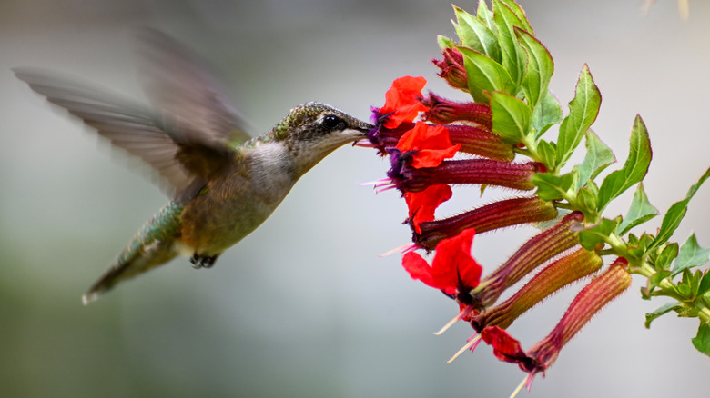 hummingbird feeding from a bat-faced cuphea
