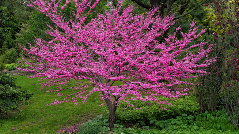 Eastern redbud tree in bloom