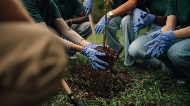 Group planting a tree