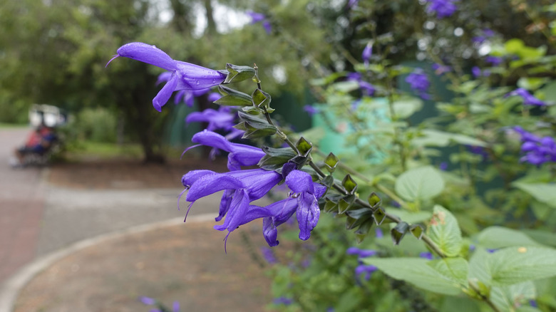 Blue anise sage flowers