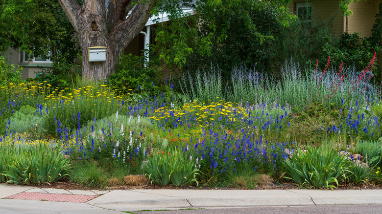 Garden with mix of sages and other flowers