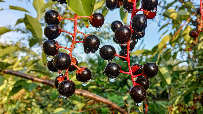 Fruit of black cherry tree
