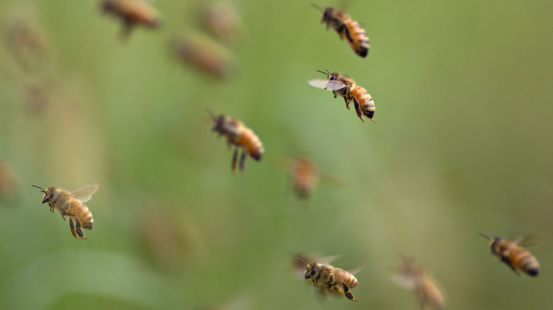 Bees flying