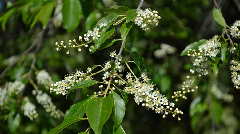 Black cherry tree flowers