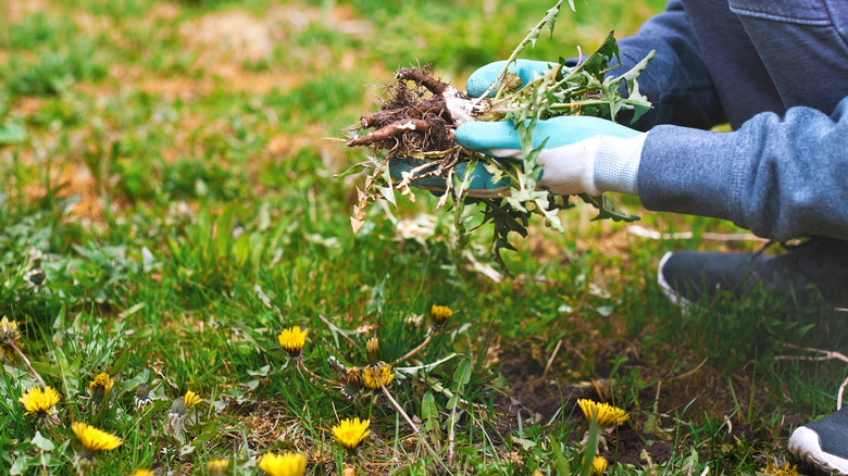 Gardener pulling dandelion weeds