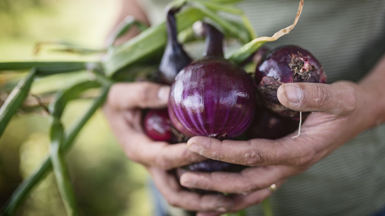 Gardener holding red onions