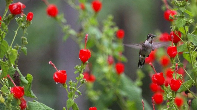 Turk's cap with a hummingbird checking out the blooms