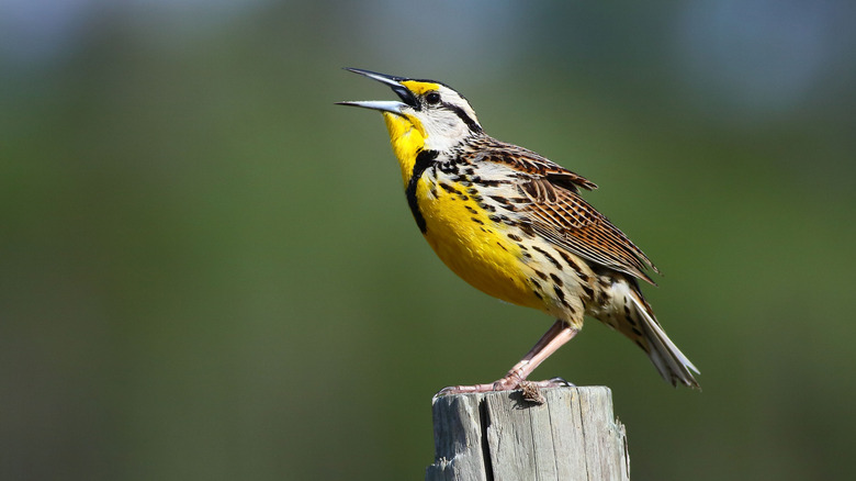 Meadowlark at Three Lakes WMA