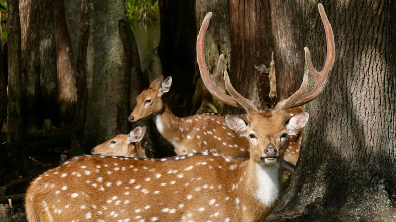 Deer at Wild Florida Adventure Park