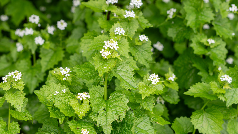 Garlic mustard plants in bloom