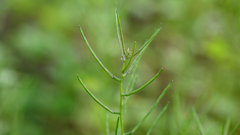 Garlic mustard seed pods