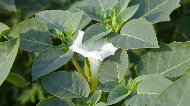 jimsonweed with a flower that has bloomed
