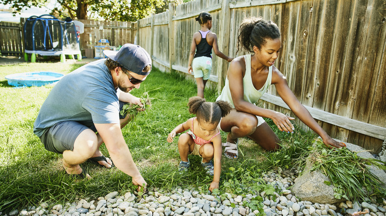 Family in yard pulling weeds