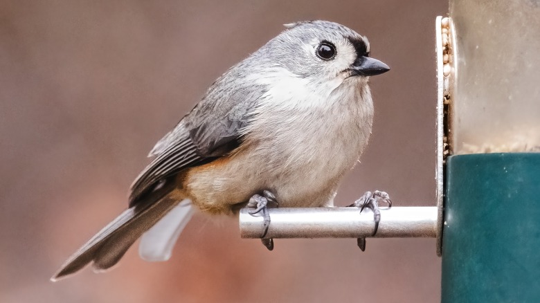 A black, grey, and white bird perched on a bird green and silver bird feeder.