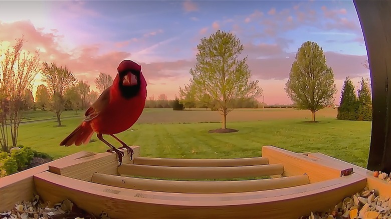 Bird perched on Birdfy feeder