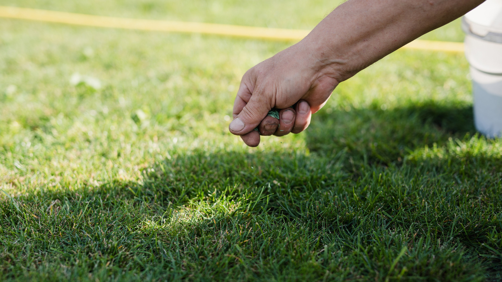 The Home Depot Grass Seed That Gardeners Can't Seem To Get Enough Of