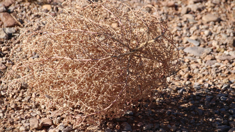 Dried tumbleweed on rocky ground