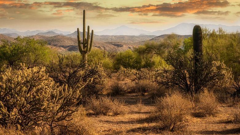 Desert plants in the southwestern U.S.