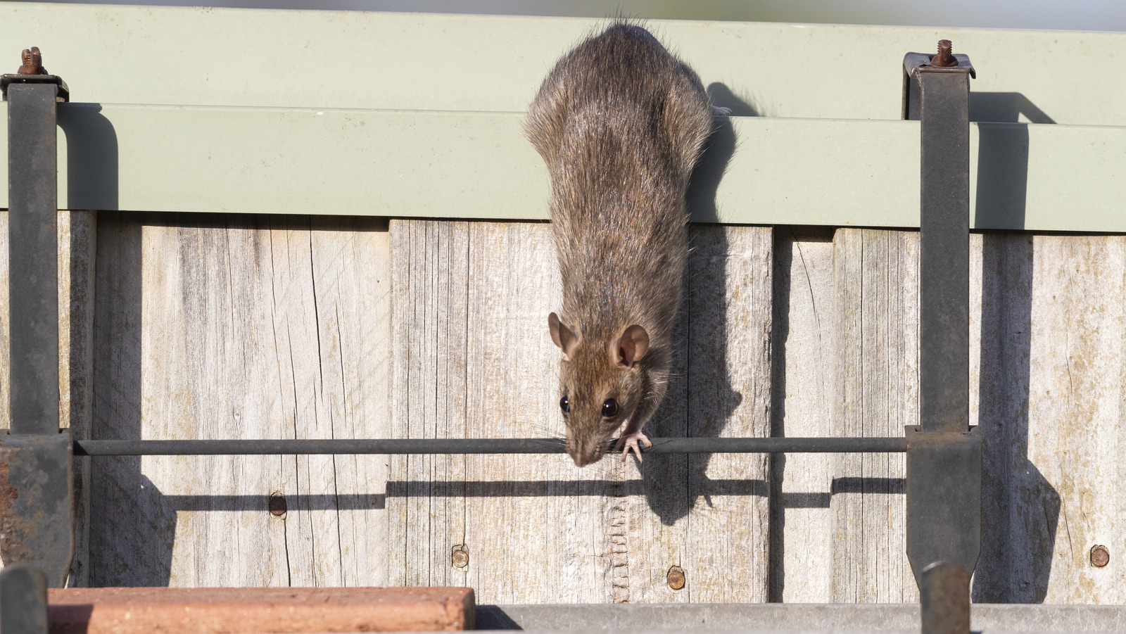Use Cinnamon To Keep Rats Out Of Your Garden For Good