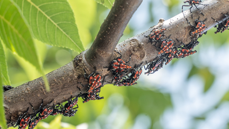 Spotted lanternfly nymphs on tree of heaven