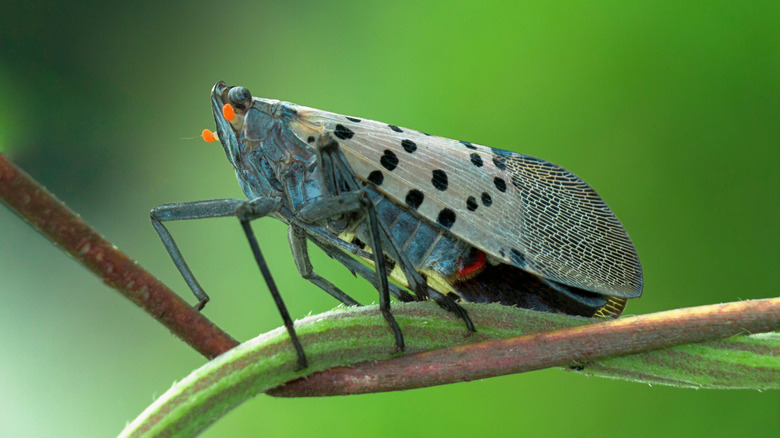 Spotted lanternfly on a tree branch