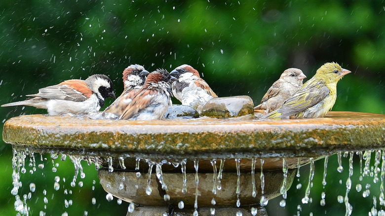 Sparrows and goldfinches in bird bath