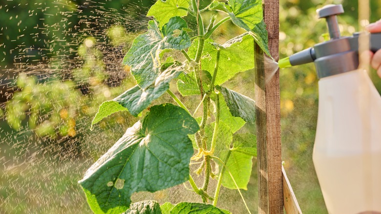 spraying garden vegetables with vinegar and water