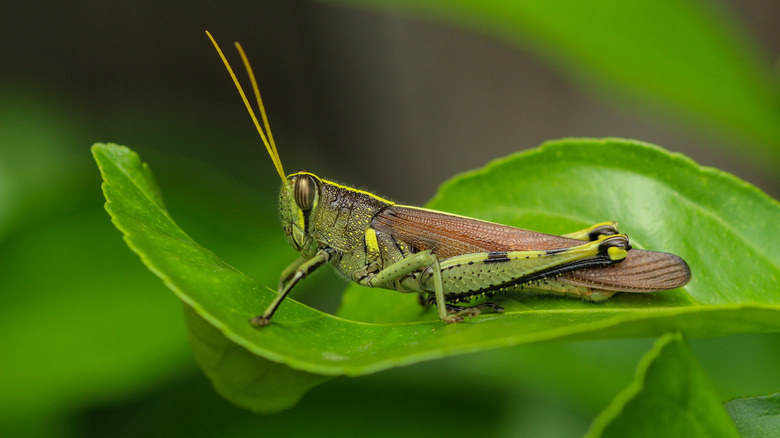 grasshopper on leaf