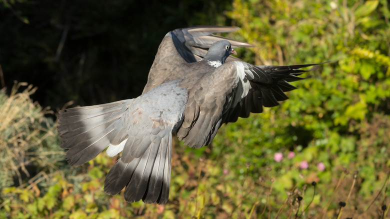 Pigeon flying away from a yard