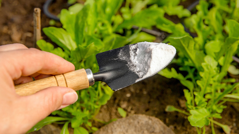 baking soda on a little trowel with weeds in the background