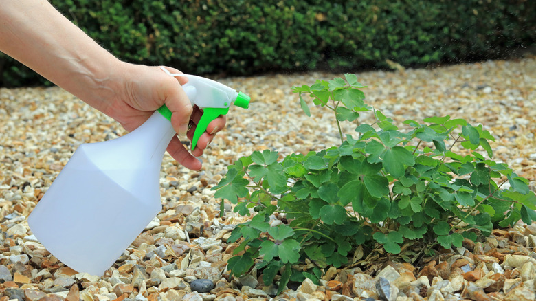 person spraying a weed on gravel with a spray bottle