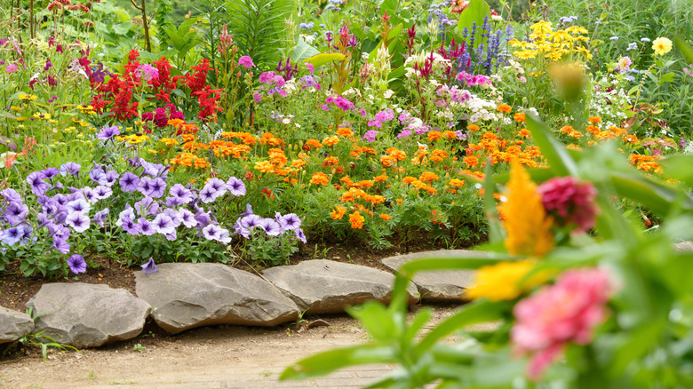 A garden filled with colorful flowers