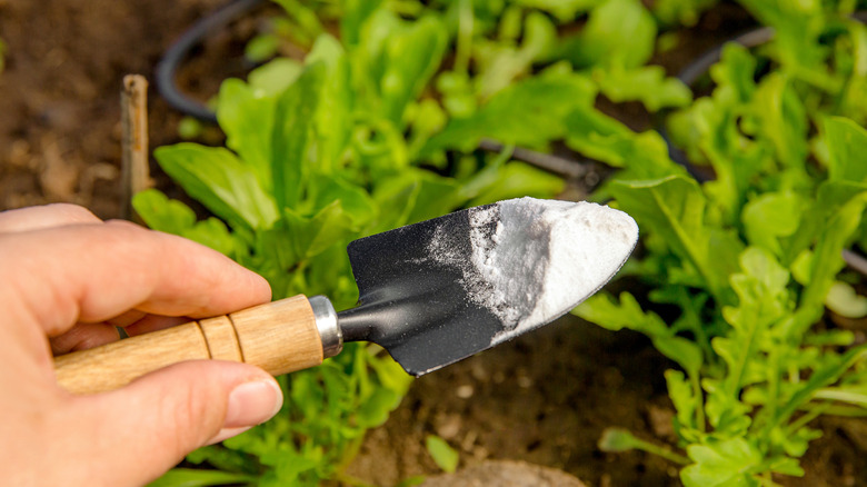 A small trowel holds baking soda over plants