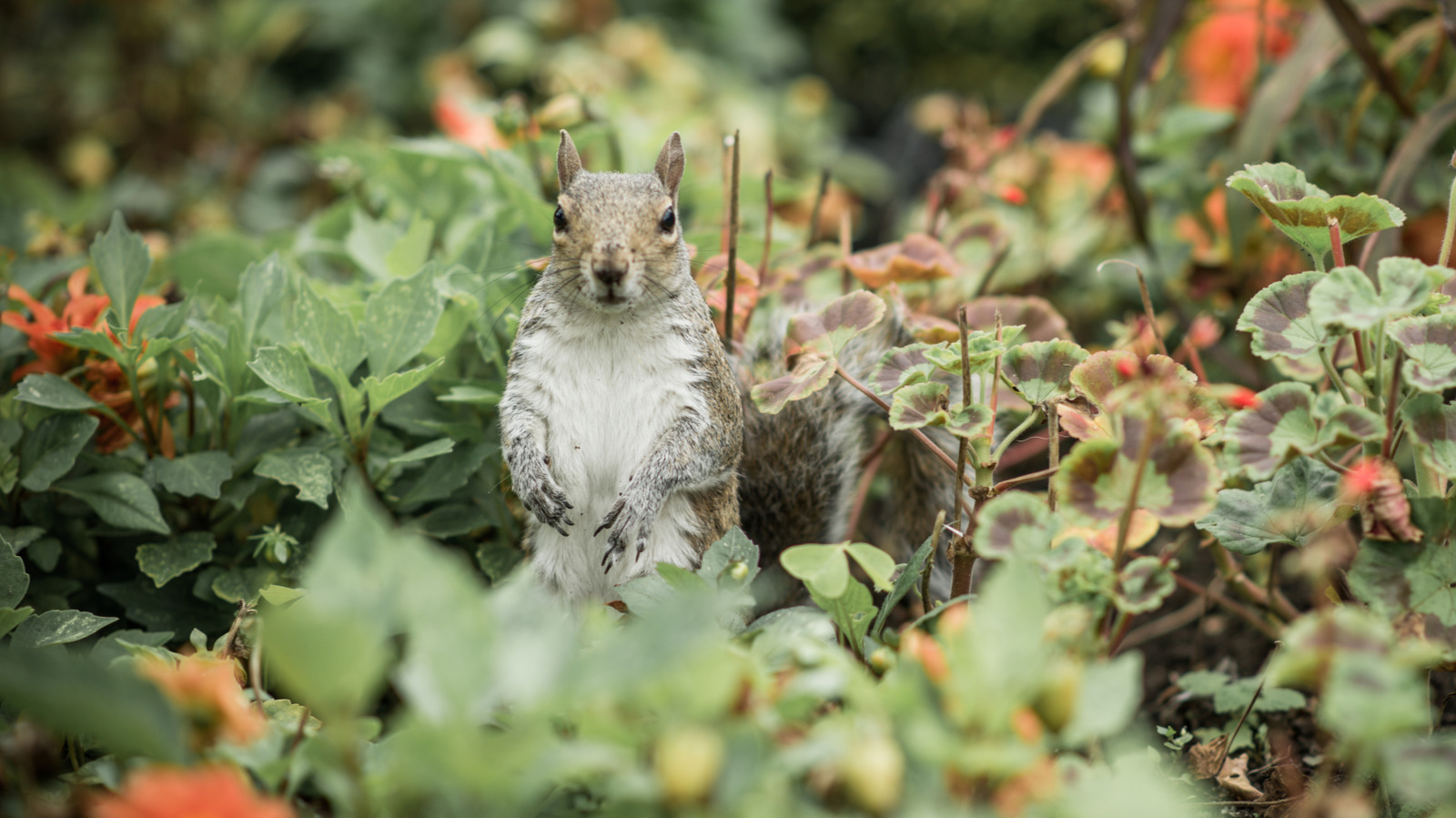 Does Aluminum Foil Keep Squirrels Away from Bird Feeders? Effective Tips!
