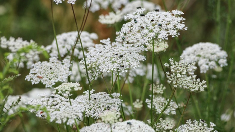 A grouping of queen anne's lace growing together