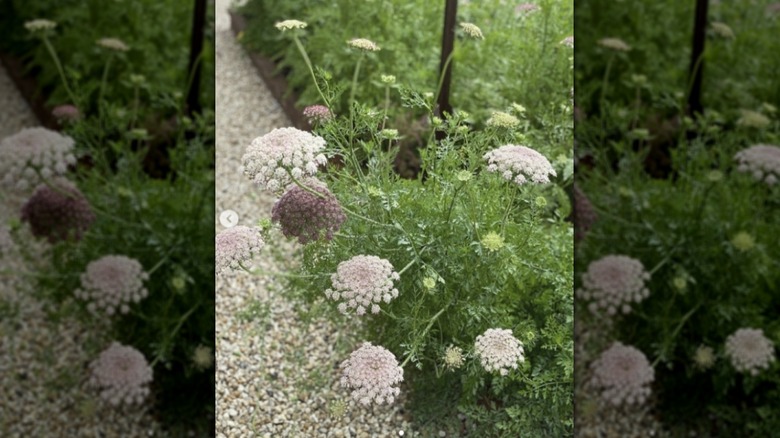 pink, white, and burgundy-brown 'dara' queen anne's lace blooms out of a garden bed