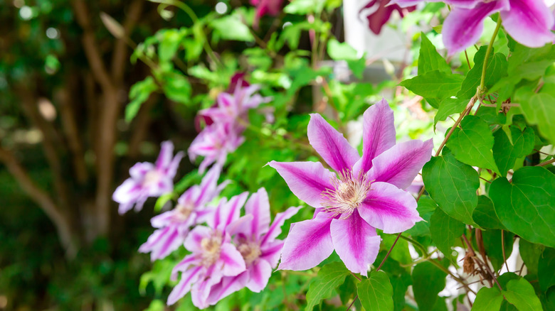 Pink and white clematis flowers
