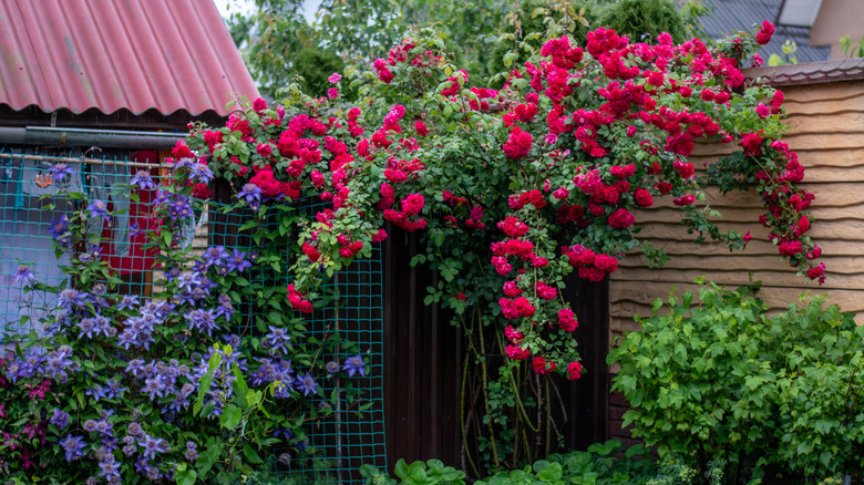 Red climbing roses and blue clematis flowers