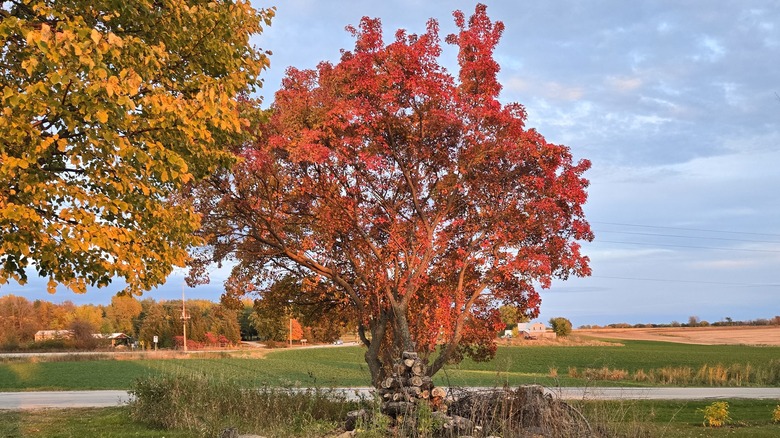 a silver maple tree with red leaves in a field