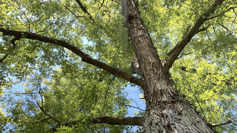 a silver maple tree seen from below