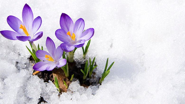 Crocus blooms poking out of frozen snow